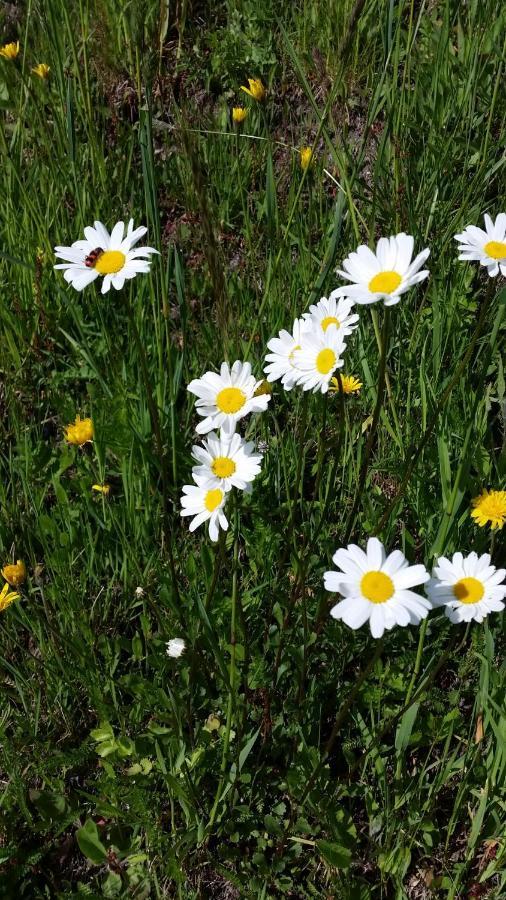 Pension Pod Vlekem Janov nad Nisou Dış mekan fotoğraf